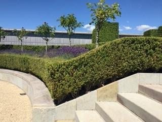 Trees and bushes in the grounds of an estate 